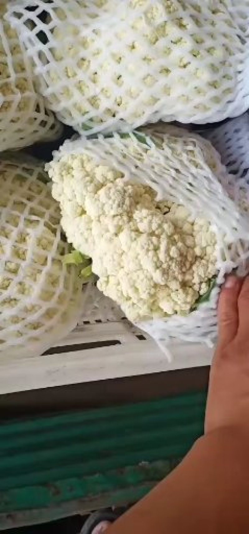 有机花，大量现货，四季供应道路方便包装冷库齐全