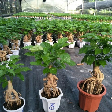 (买十件送一件)提根绿宝幸福树盆栽可视频看货质量保证