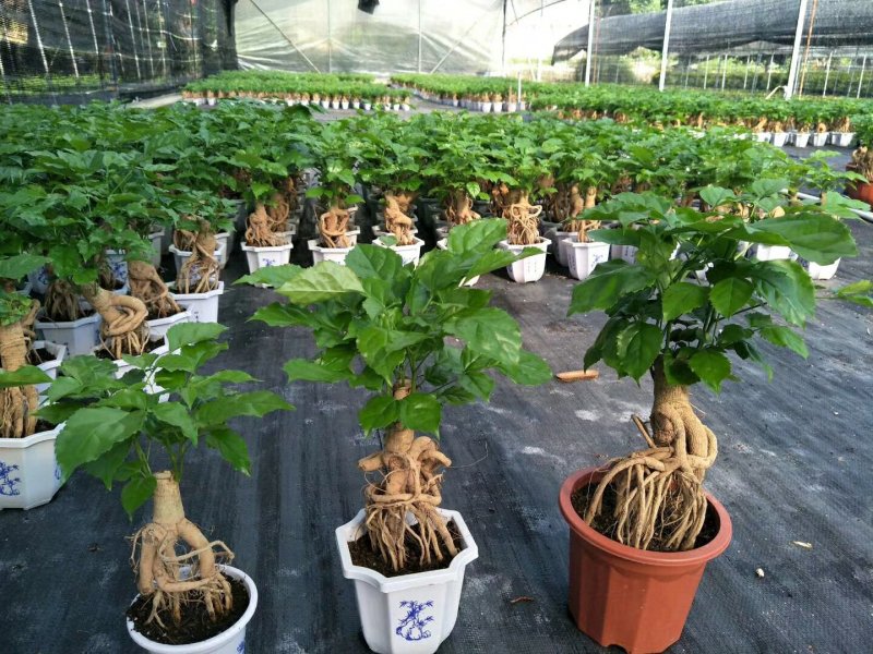 (买十件送一件)提根绿宝幸福树盆栽可视频看货质量保证