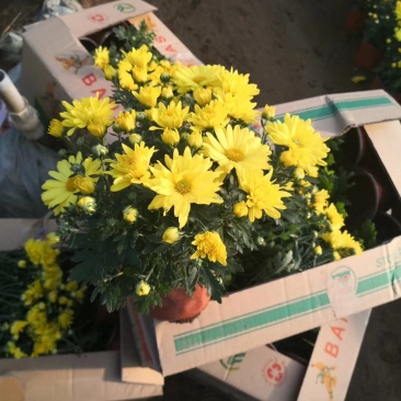 菊花,国庆菊,基地直销,常年销售各种绿化苗木。