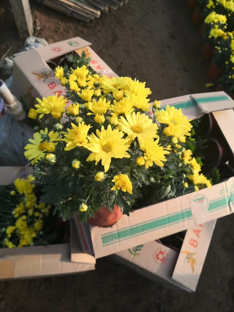 菊花，国庆菊，基地直销，常年销售各种绿化苗木。