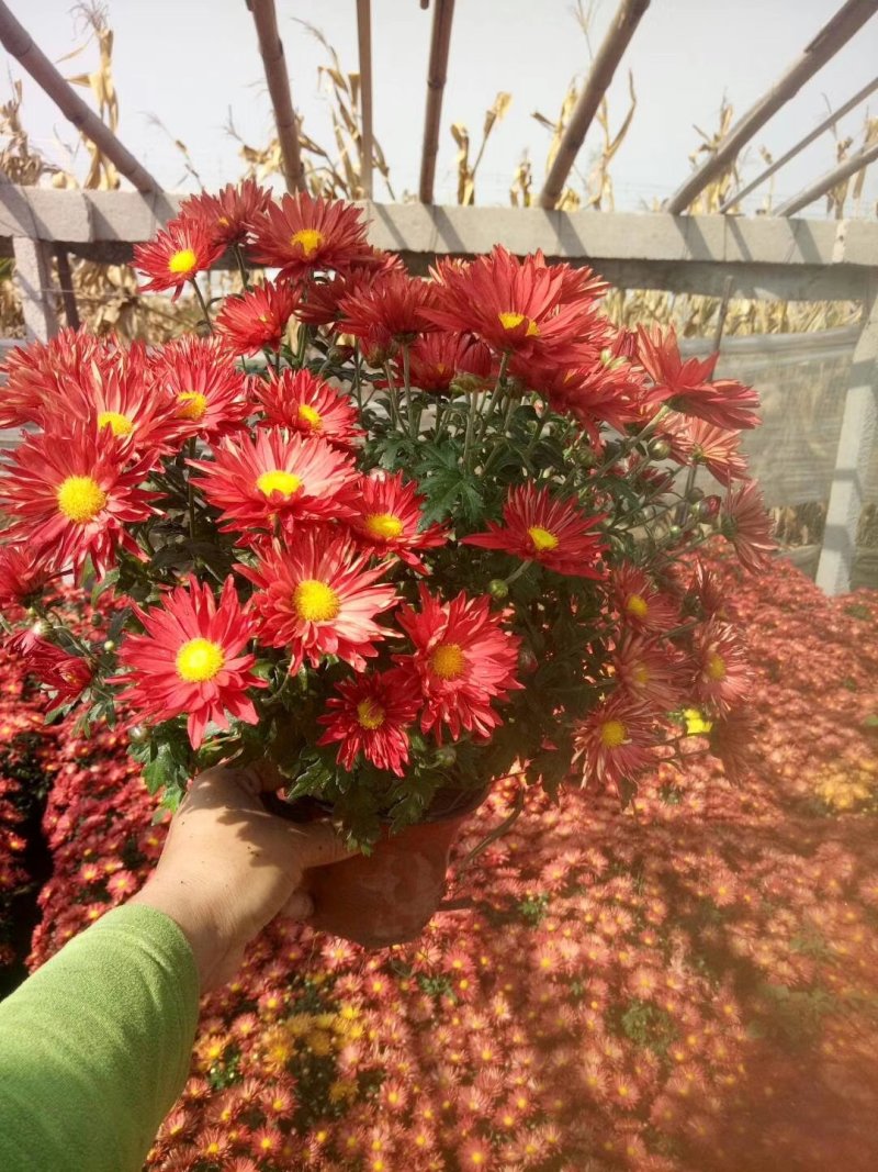 菊花，国庆菊，基地直销，常年销售各种绿化苗木。