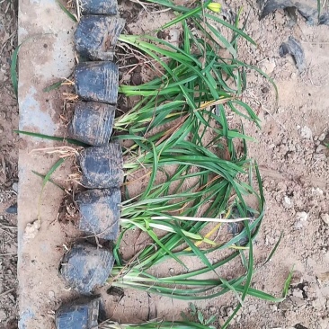 金娃娃萱草基地直供常年供应各种花卉苗木