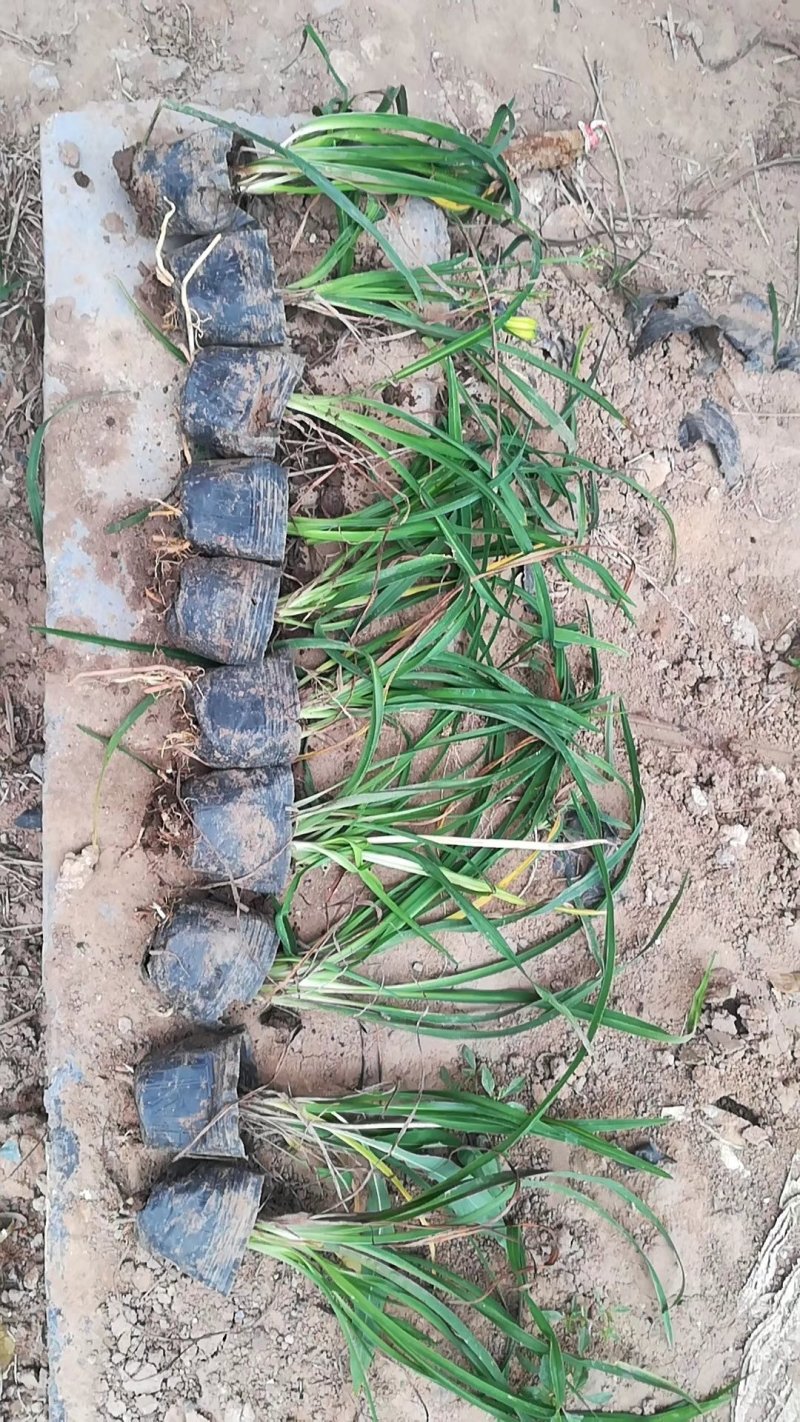 金娃娃萱草基地直供常年供应各种花卉苗木