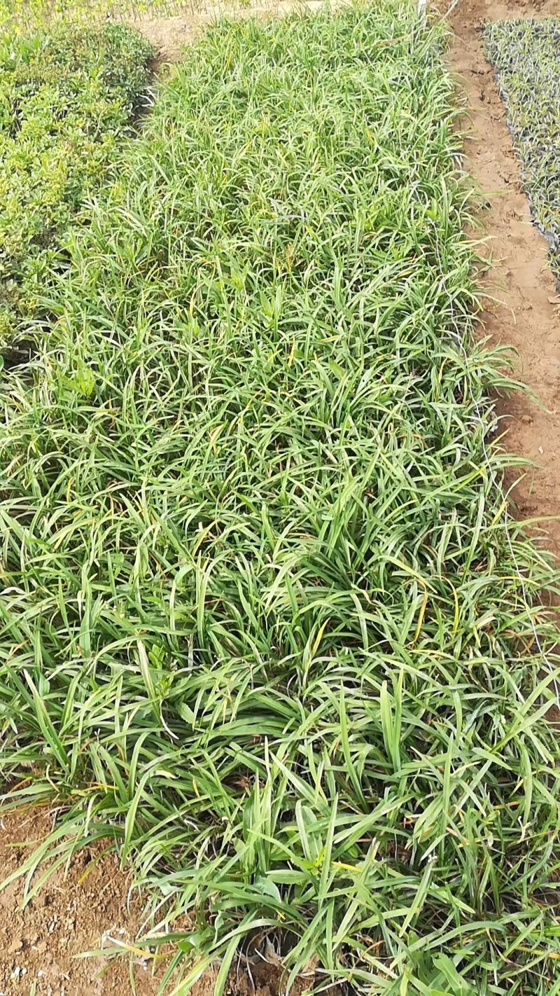 金娃娃萱草基地直供常年供应各种花卉苗木