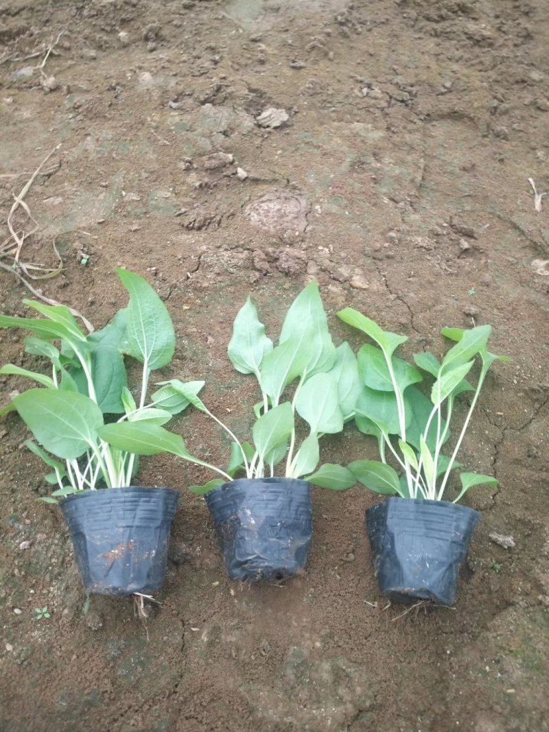 松果菊一手货源基地直供欢迎选购
