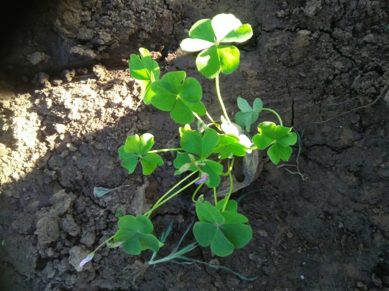 炸浆草常年大量批发质量有保证