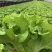精品生菜7-8两