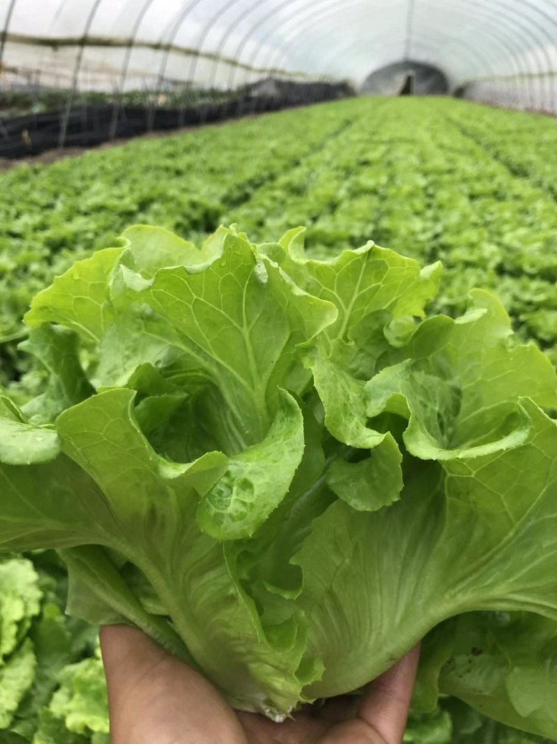 精品生菜7-8两