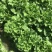 精品生菜7-8两