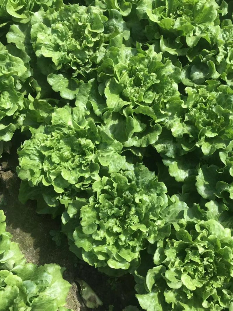 精品生菜7-8两