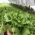 精品生菜7-8两