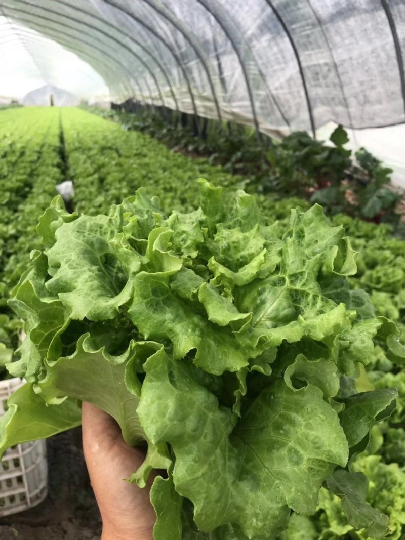 精品生菜7-8两