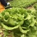精品生菜7-8两