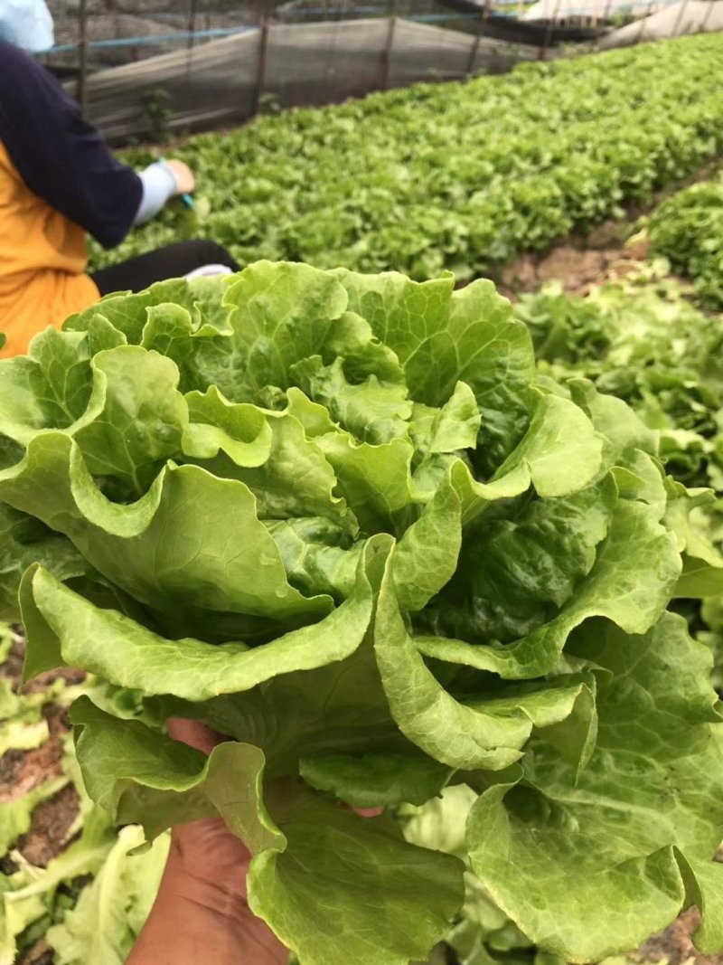精品生菜7-8两