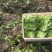 精品生菜7-8两