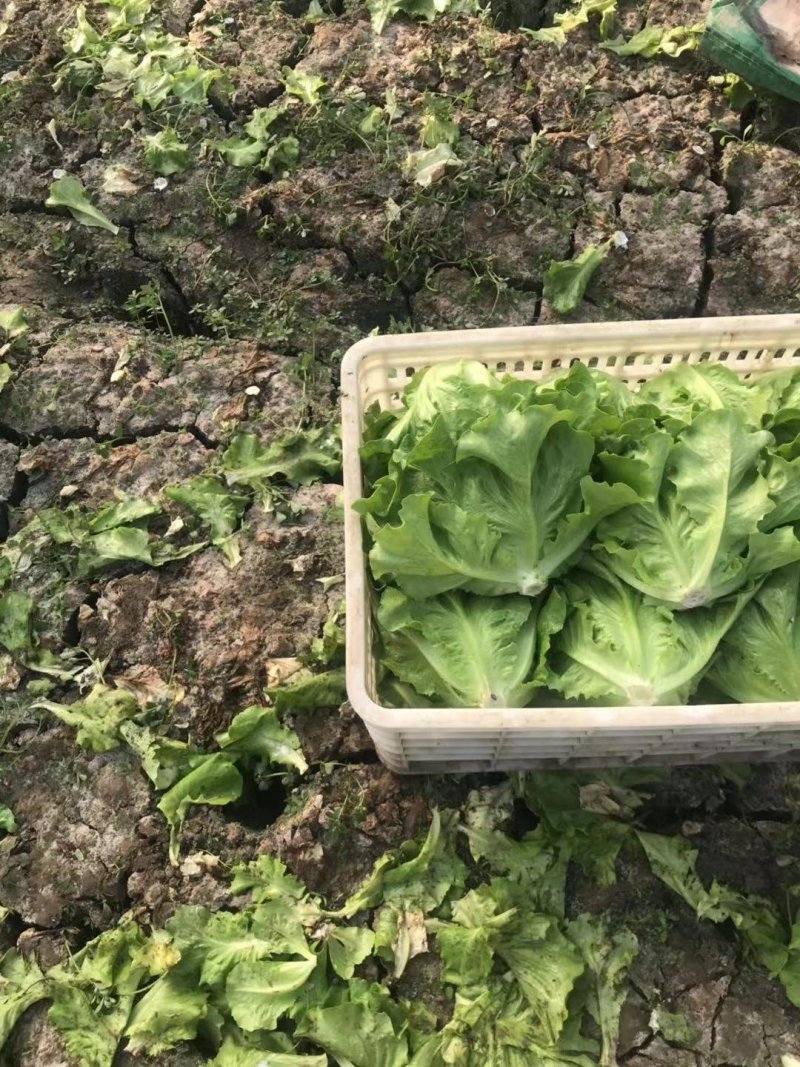 精品生菜7-8两