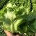 精品生菜7-8两