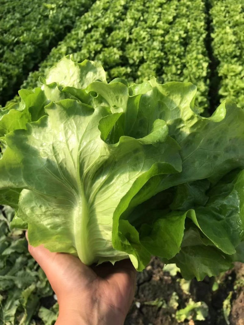 精品生菜7-8两