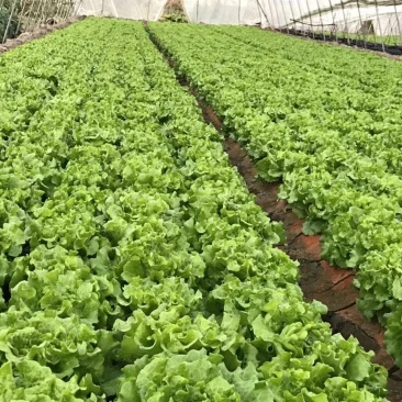 精品生菜7-8两