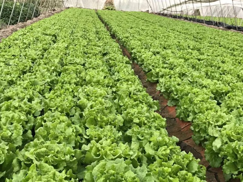 精品生菜7-8两