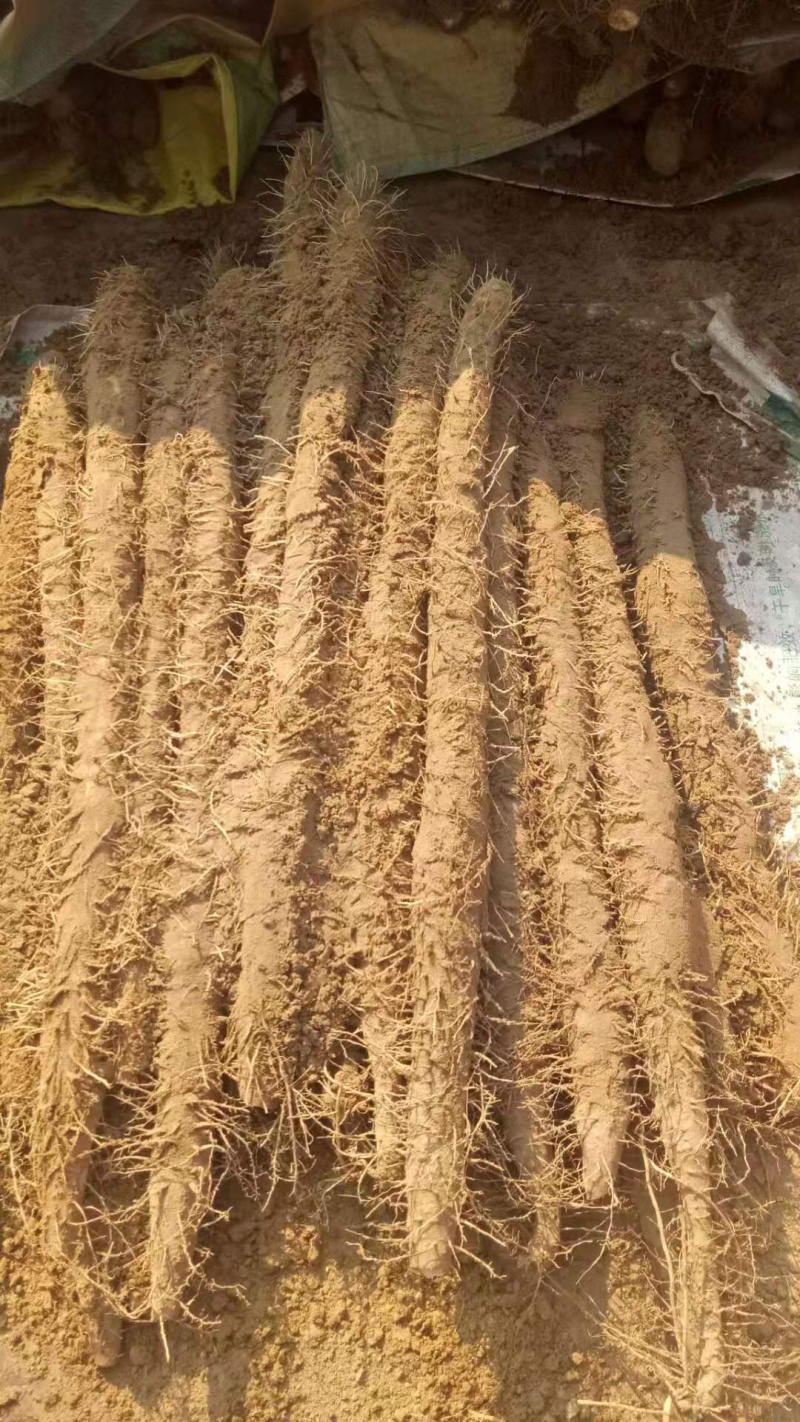 棒药，条形好，口感好，纯沙地