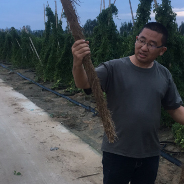 棒药，条形好，口感好，纯沙地