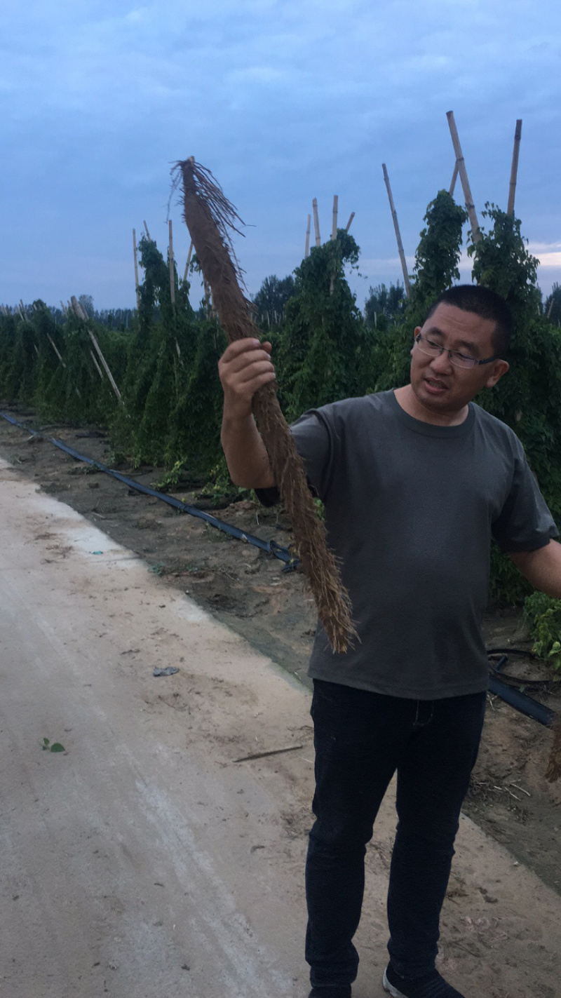 棒药，条形好，口感好，纯沙地