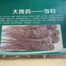 当归药材加工片当归全片和当归尾子片