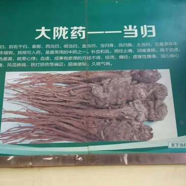 当归药材加工片当归全片和当归尾子片