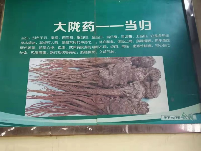 当归药材加工片当归全片和当归尾子片