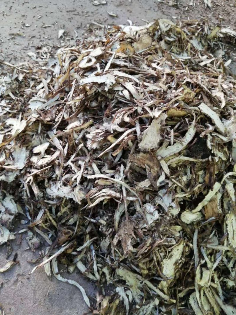 当归药材加工片当归全片和当归尾子片