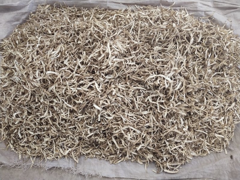 当归药材加工片当归全片和当归尾子片