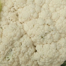 白面青梗有机花菜，菜花，大量上市供应中，质量不错。