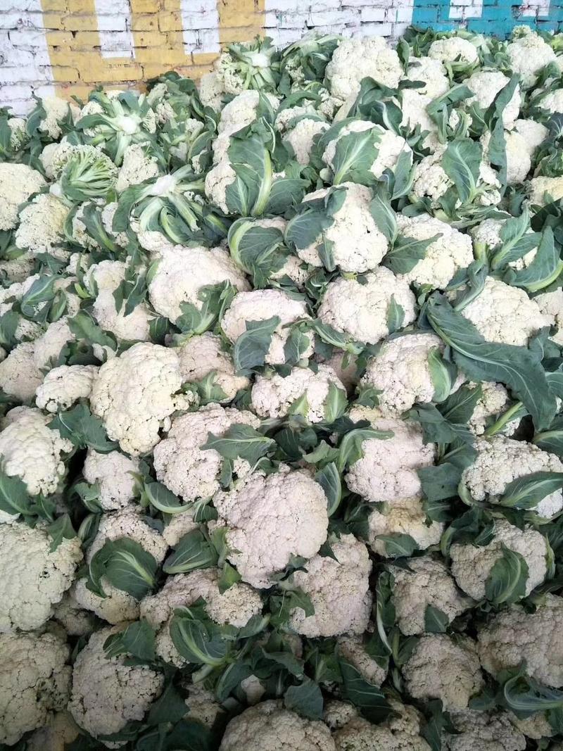 白面青梗有机花菜，菜花，大量上市供应中，质量不错。