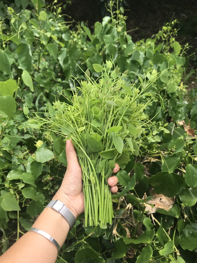 新鲜野菜赤苍藤野菜姑娘菜龙须菜腥藤