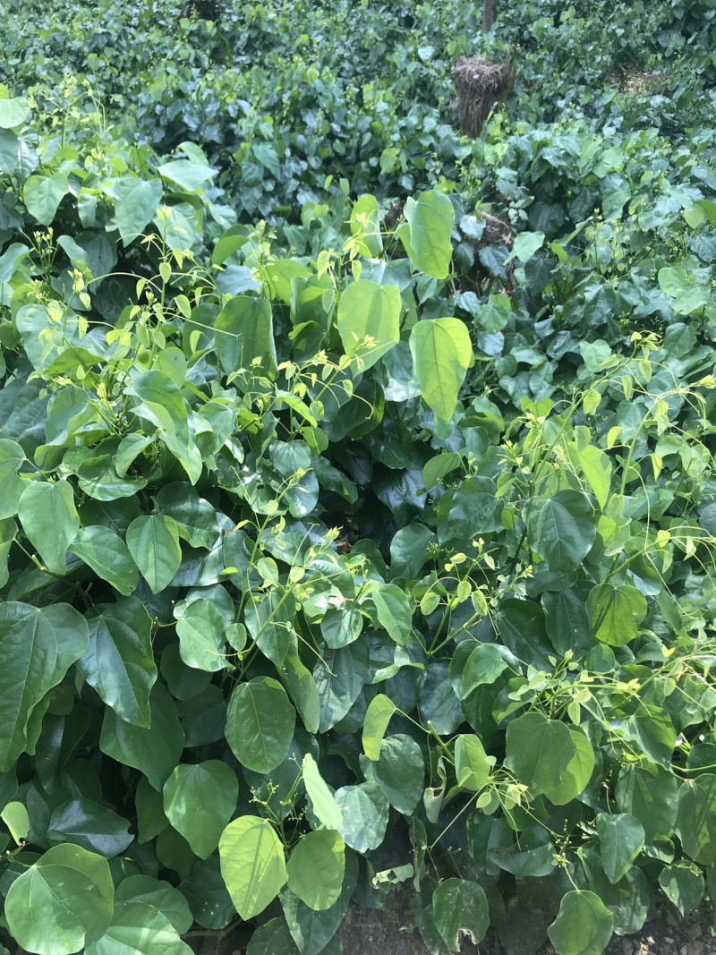 新鲜野菜赤苍藤野菜姑娘菜龙须菜腥藤