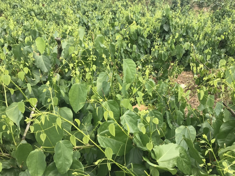 新鲜野菜赤苍藤野菜姑娘菜龙须菜腥藤