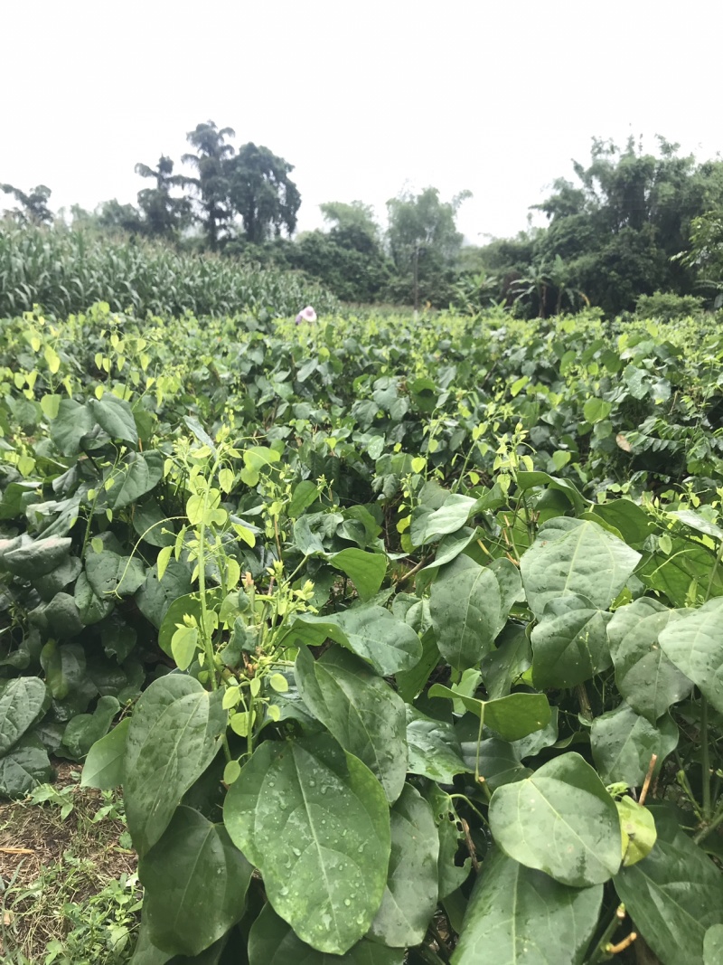 新鲜野菜赤苍藤野菜姑娘菜龙须菜腥藤