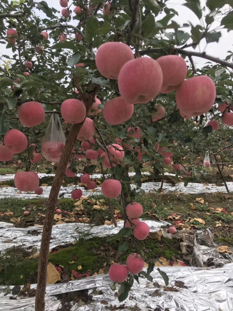 纸袋红富士苹果