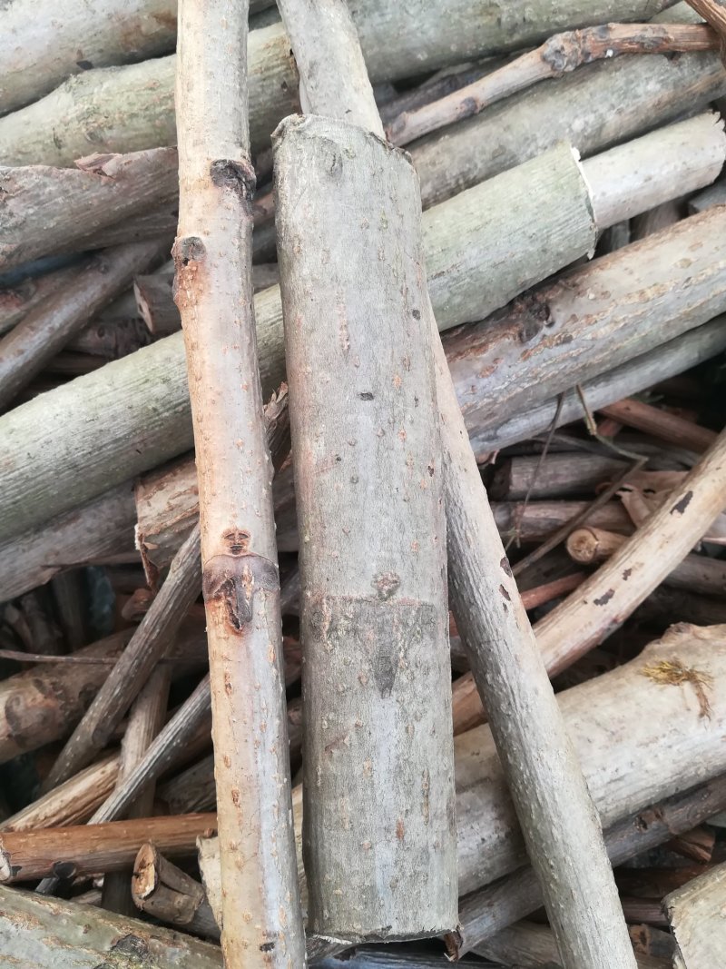 野生新鲜核桃树枝，山核桃枝有猴脸形中草药