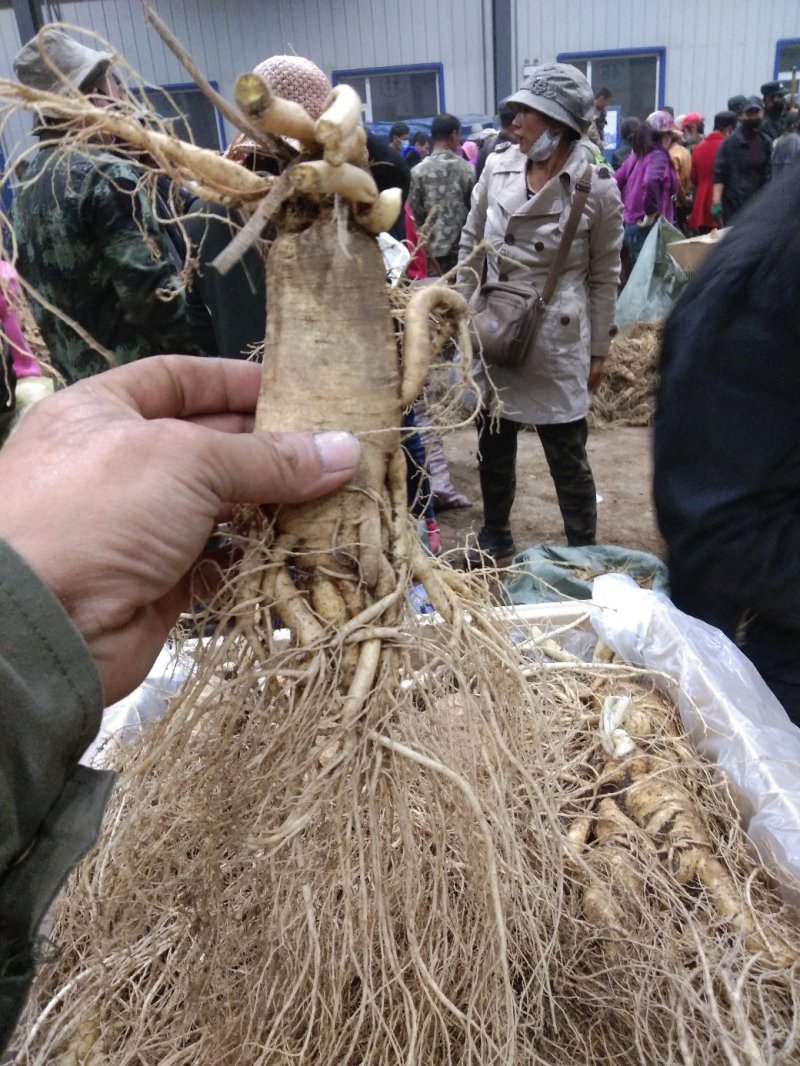 三两人参