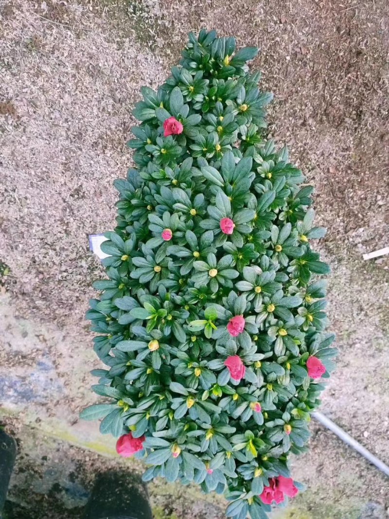 梅红杜鹃悬崖造型基地直销