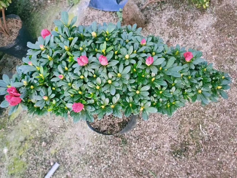梅红杜鹃悬崖造型基地直销