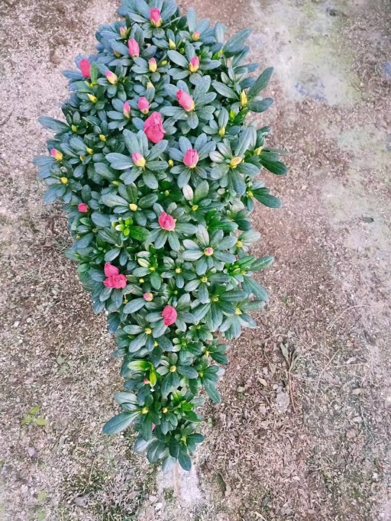 梅红杜鹃悬崖造型基地直销