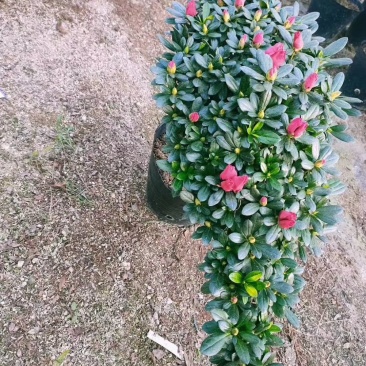 梅红杜鹃悬崖造型基地直销