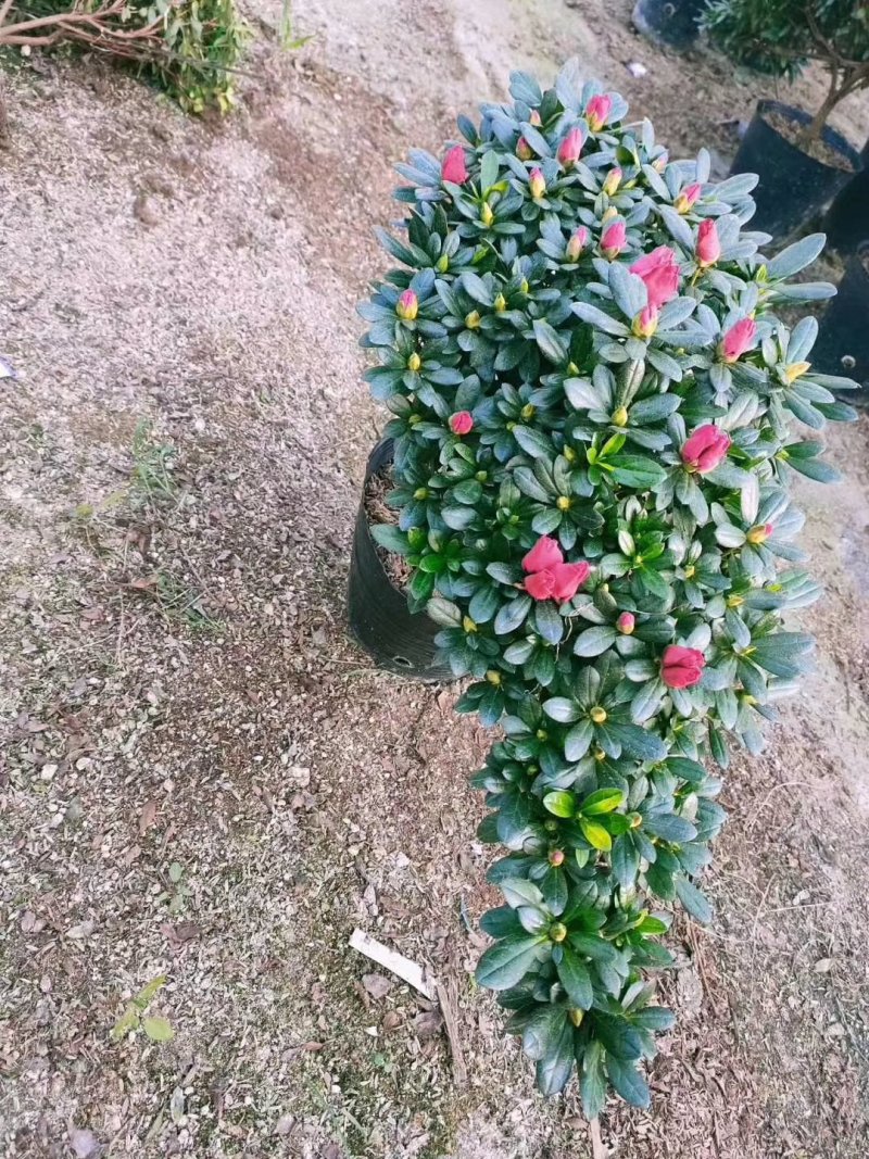 梅红杜鹃悬崖造型基地直销