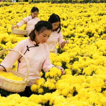 大量批发金丝皇菊苗，免费提供技术指导，包回收