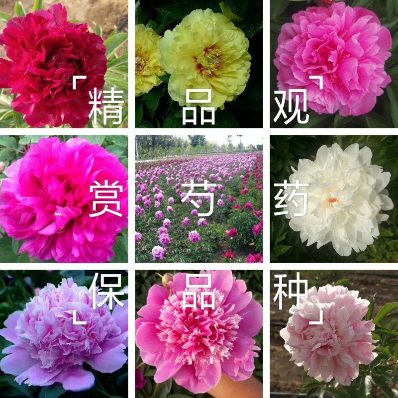 芍药花苗，菏泽基地销售，重瓣观赏芍药，保品种，现要现挖