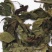 赶风柴，道地药材，质优价实，品质保证，药典标准一公斤起批